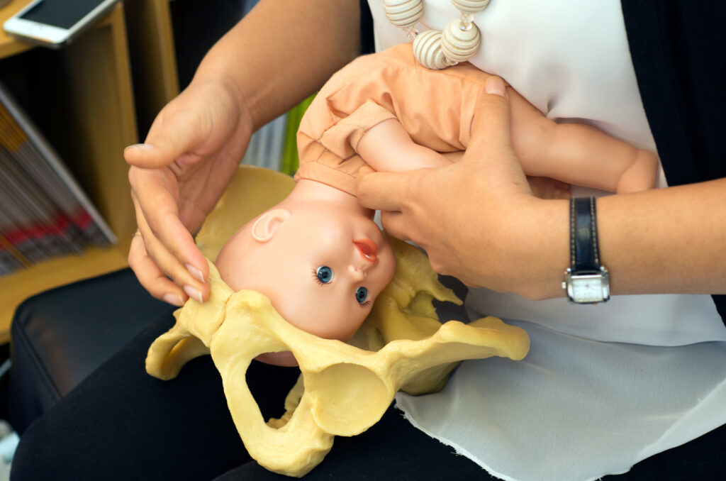 A person is holding a model of a female pelvis and with their other hand is positioning a model of a newborn baby with its head down into the pelvic model